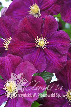 Клематис фиолетовый Славянка